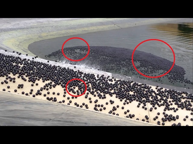 현재 '강'에 미친듯이 나타나고 있는 '이것'의 정체