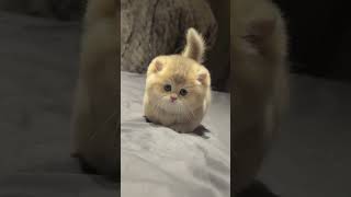 #shorts #fyp #foryou #viral #trending #shortsclip #kucing #kucinglucu #kucingimut #munchkin