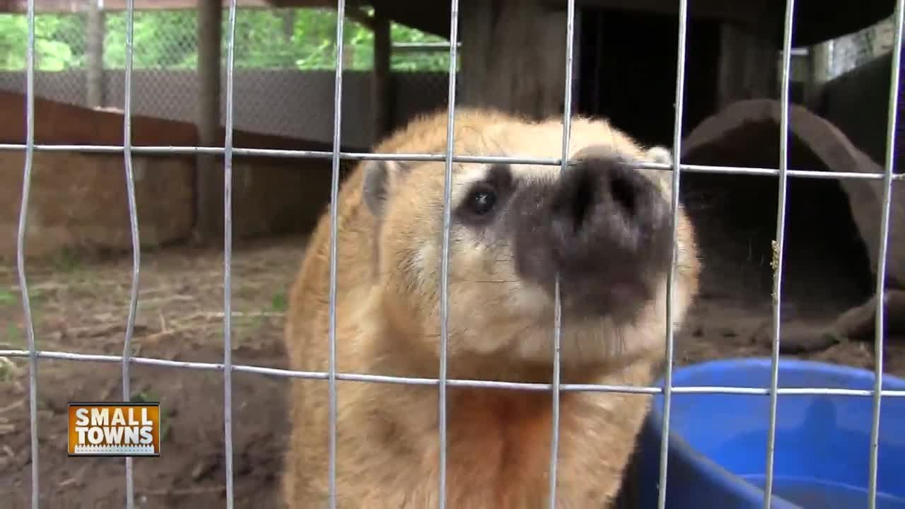 Small Towns: Torch Lite Petting Zoo