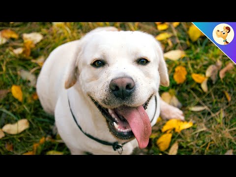 Video: Labrador-Stein: Herkunft, Verbreitung Und Eigenschaften