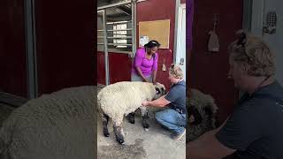 Sheep shearing: Banksy’s cut ✂️🎬