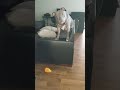 Pitbull Drops Toy And Talks About It