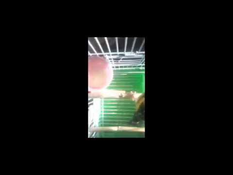 9  الحسون ديال الرواية