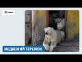 Белые медведи поселились на заброшенной полярной станции Белые медведи поселились на заброшенной полярной станции