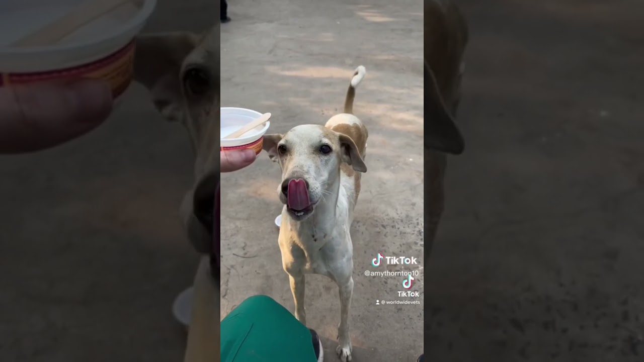 📍India Vet Clinic 🇮🇳