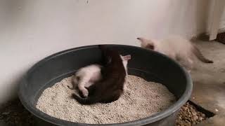 Wrestling kittens by Tuxedo shadow 80 views 3 years ago 3 minutes, 6 seconds