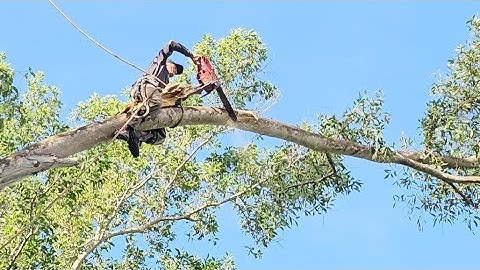 Cưa  cây  tràm  bông  vàng  siêu  khủng  lồ  . Cưa  cây  kỷ thuật  cao