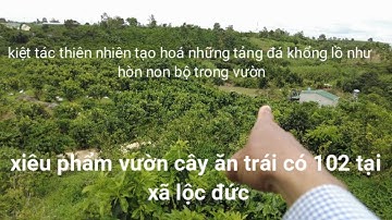116 bán vườn bưởi xã lộc đức , cách đường nhựa 300m chính , xã và chợ  2km ,lằm trong khu dân cư