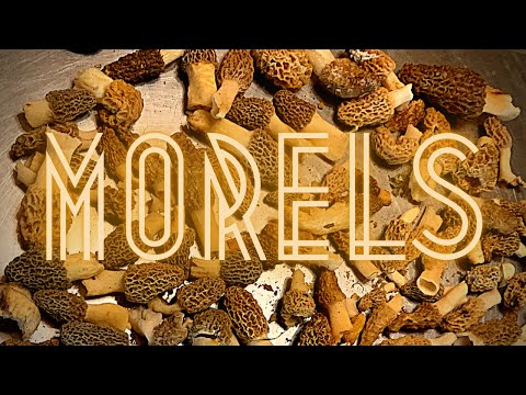 Video: Morels: Sakupljajte I Kuhajte