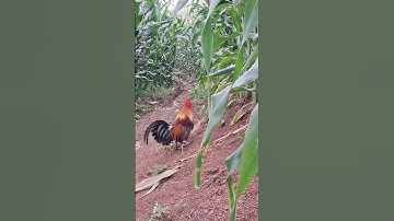 gà rừng mã vàng đập cánh hay quá ae ơi 👍.qaib qus daj ntxuaj ti qua zoo tiag tiag