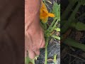 DIRADARE le ZUCCHINE