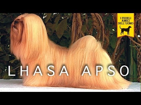 LHASA APSO trailer documentario (razza canina)