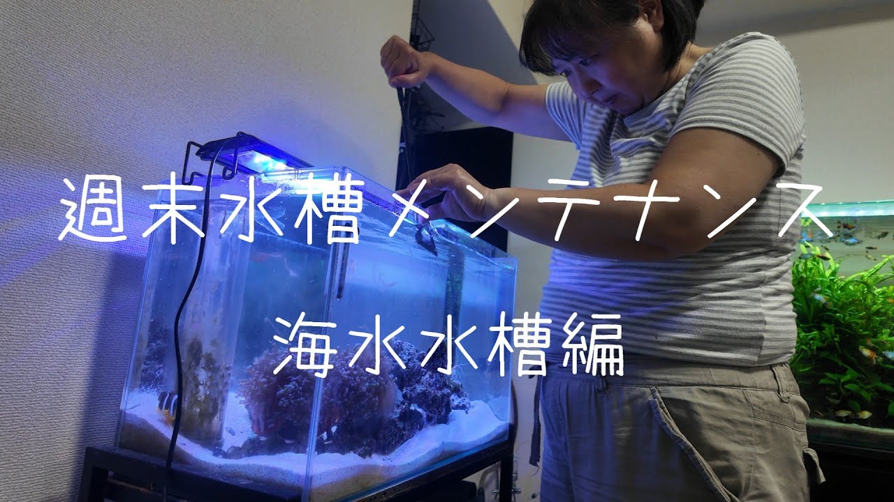 60cm海水水槽メンテナンス🐟 今週もお掃除頑張ります！！【水槽メンテナンスシリーズ #6】