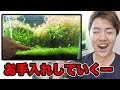 【マスオのアクアリウム】水槽のお手入れ！普段こんな感じでやってます！