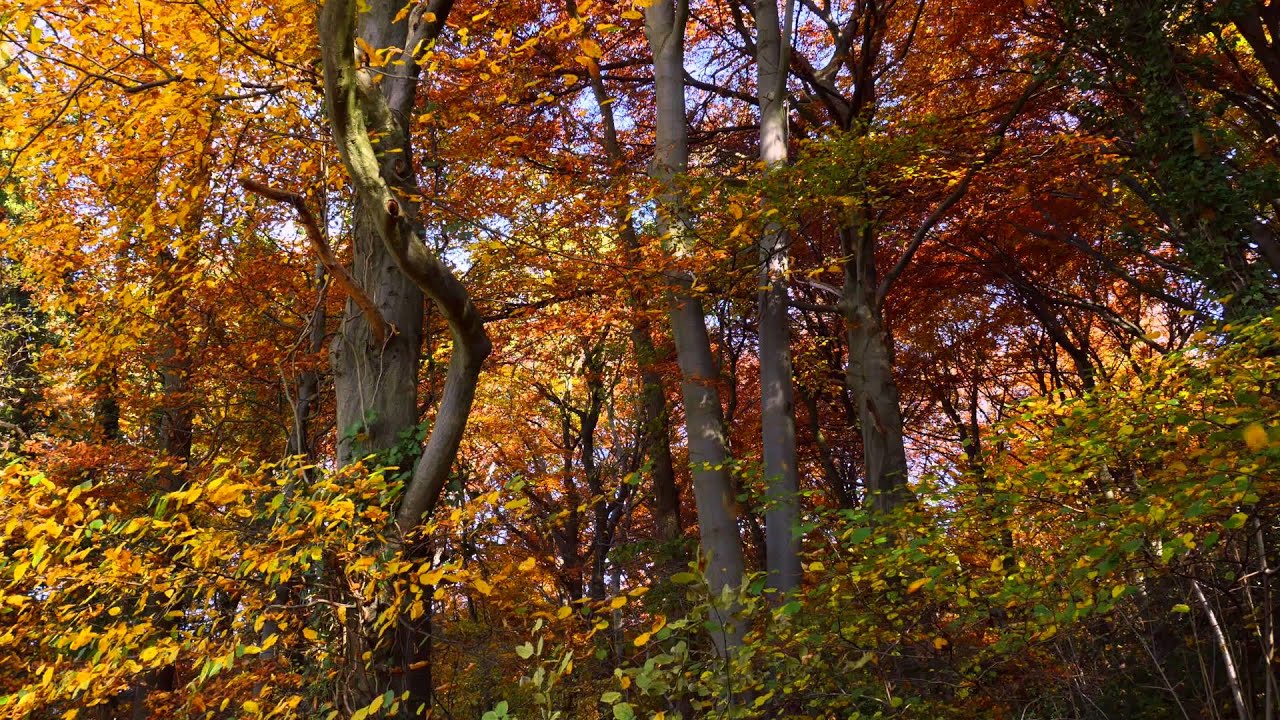 Песни грустит кленовая листва. Царство осени. Страна осень. Осень в царстве растений. Природа Мичигана осенью.