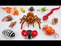 [✨Toys asmr✨] ZURU Robo Alive Giant Terra Spider - RC Snake - Frilled Neck Lizard ASMR | No talking