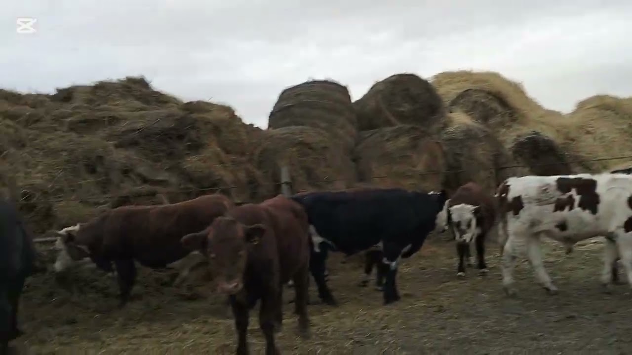 Бұқа бордақылау және шаруашылық