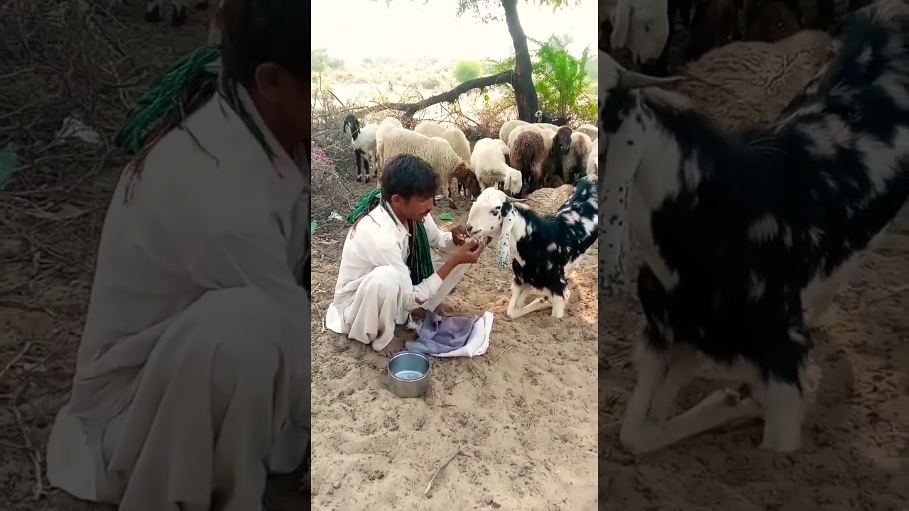 Gareeb ka Bakra ||Goat 🐐 Love time