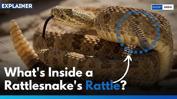 #Explained  I What Makes a Rattlesnake