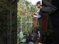 Panen unik benih mandiri di halaman rumah🌱 #tips #garden #shorts
