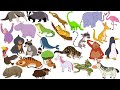 Madrigal Alphabet My Version Surfing Animals