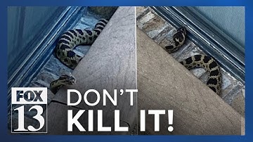See a rattlesnake in your yard? Don