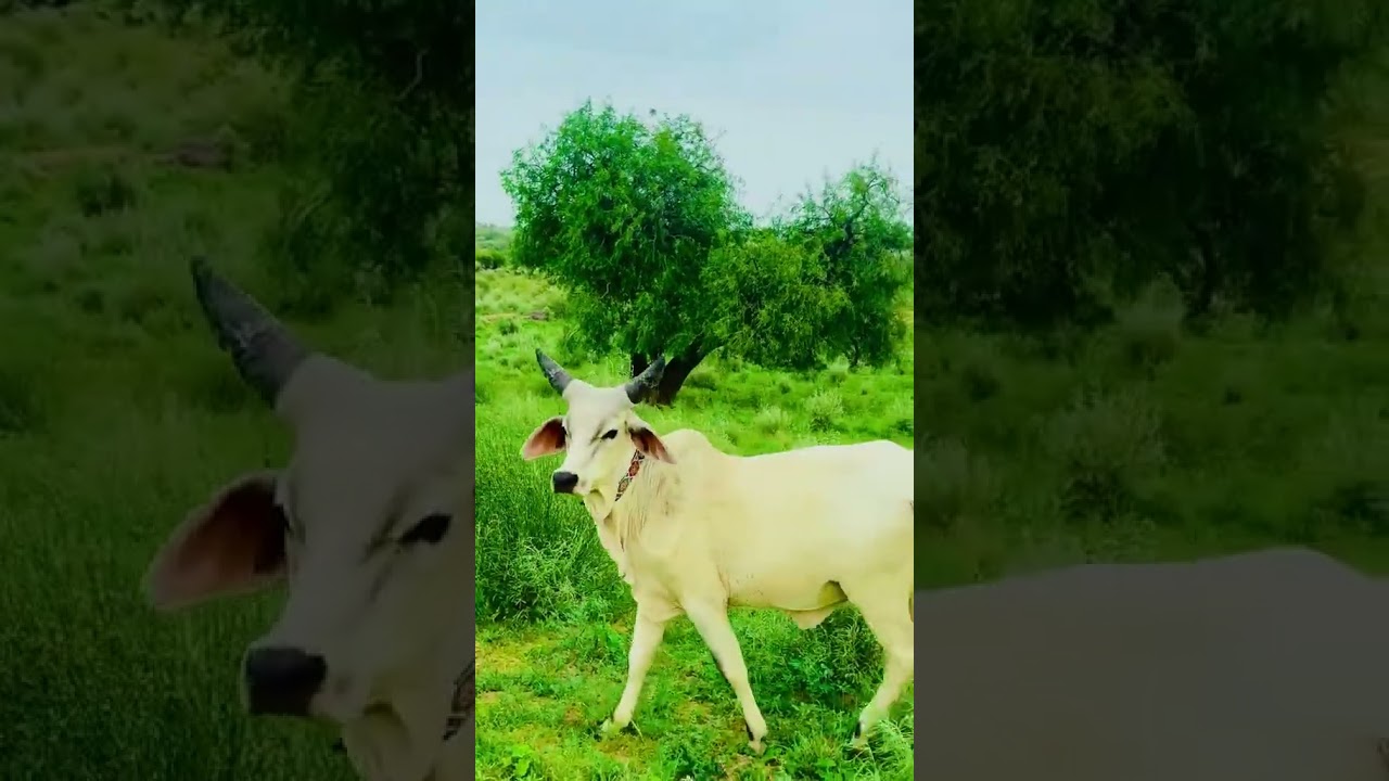 Achro thar beautyfull view