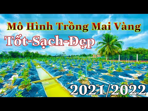 Video cách trồng mai vàng p3 | mô hình trông bonsai đẹp |... - youtube