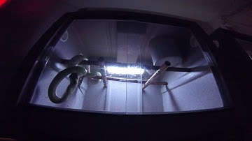 Female Biak Green Tree Python SH03019 - feeding time lapse