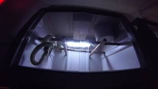 Female Biak Green Tree Python SH03019 - feeding time lapse