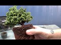 Pruning And Repotting My Hinoki Cypress Bonsai (04/12/22)