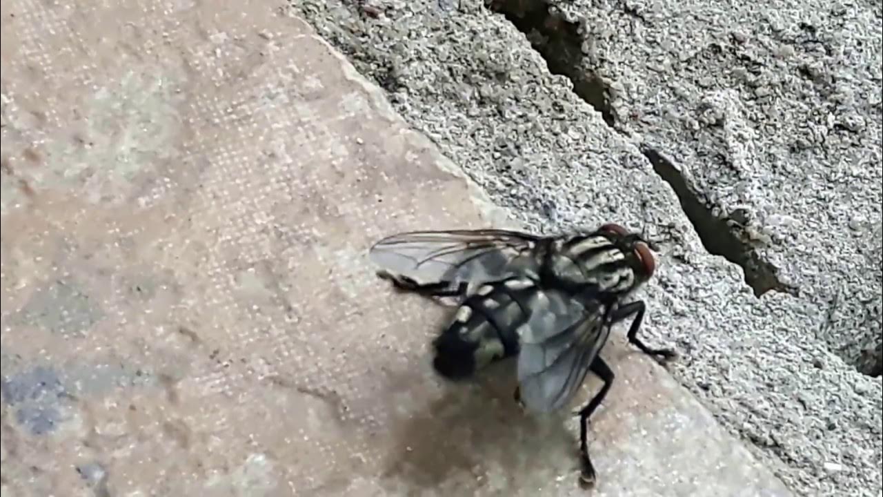 THE BIGGEST FLY IN THE WORLD YouTube