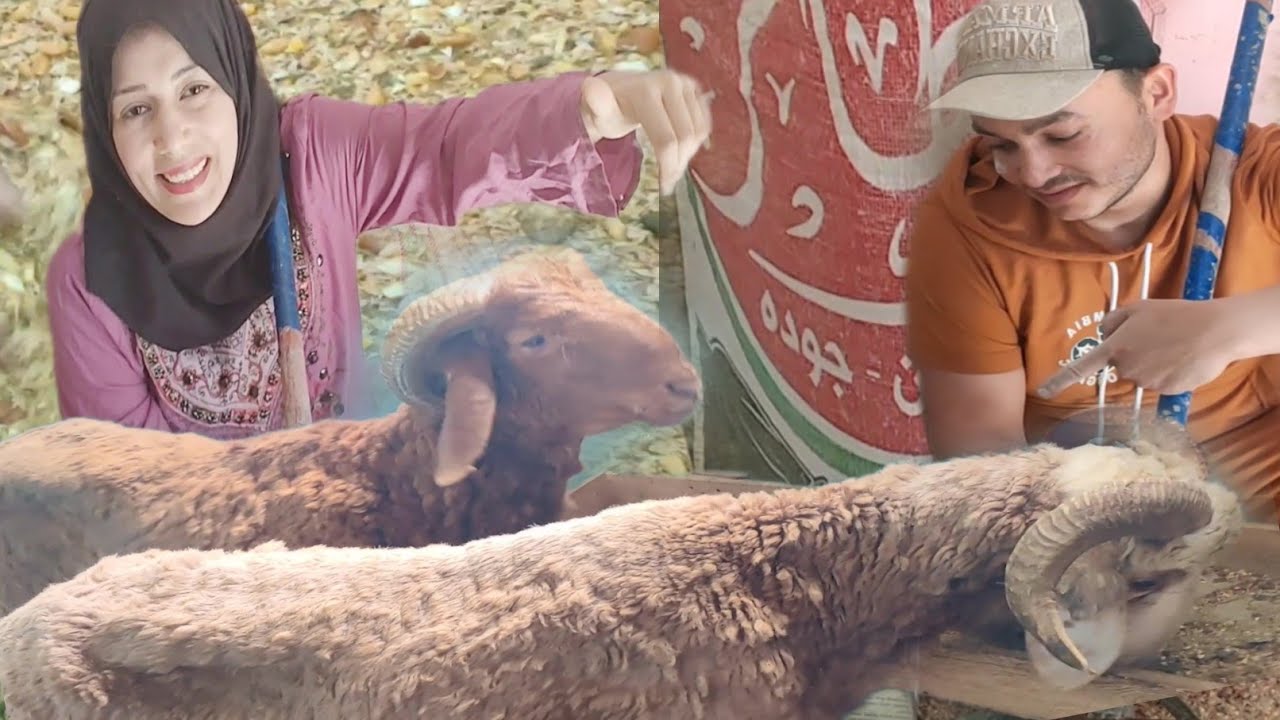 الفيديو دة من نصيبك لو عايز تعمل مشروع تسمين الاغنام والخرفان وتكسب دهب وتحصل على أوزان عاليه