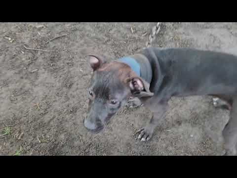 KENDRICK KENNELS.. PART 1 OF 2