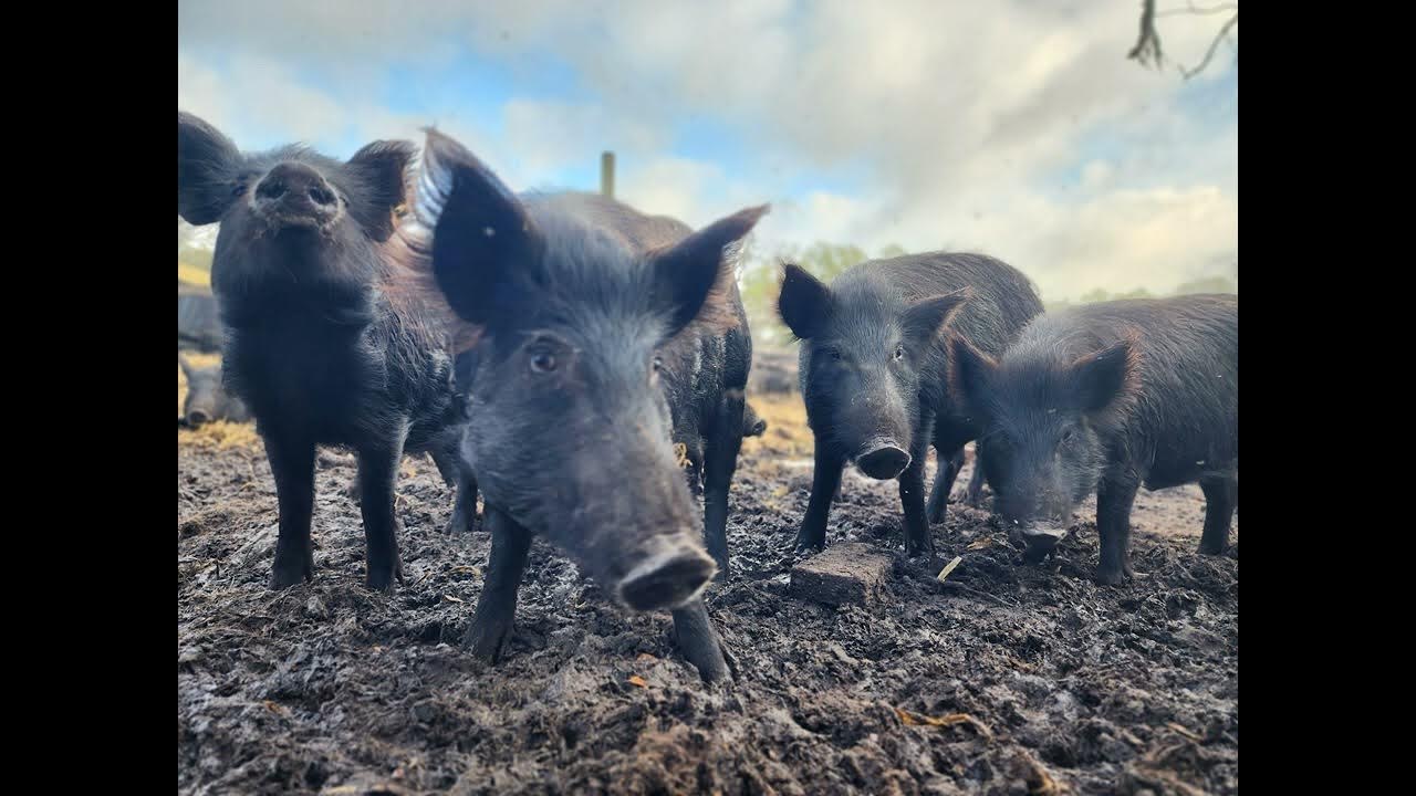 PODCAST Can You Eat Wild Boar? YouTube