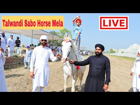 🔴LIVE Talwandi Sabo Horse Mela • ਘੋੜਿਆਂ ਦਾ ਮੇਲਾ  ਲਾਈਵ