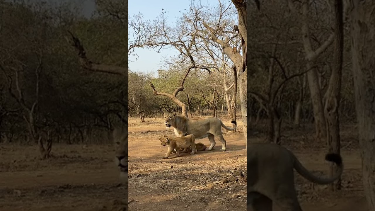 Lioness and cubs//mother’s love//maa #wildofgir #asiaticlion #lionking #safari #gir #gujrat #lion