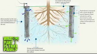 HEALTHIER PLANTS with DEEP ROOT WATERING using the  VermisTerra HydroSpiral (AMAZING PRODUCT)
