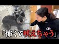 【吠えて止まらない】その理由は“気持ちが揺らぎやすい”から!今すぐこの練習をして