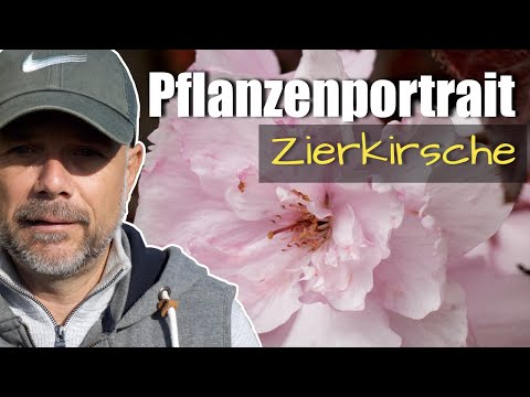Pflanzenportrait - Zierkirsche