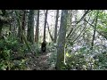 GardePro Trail Camera - Shadow running past my camera.