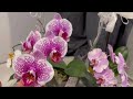 Цветение орхидей. Восточное окно. Мои новинки.🥰