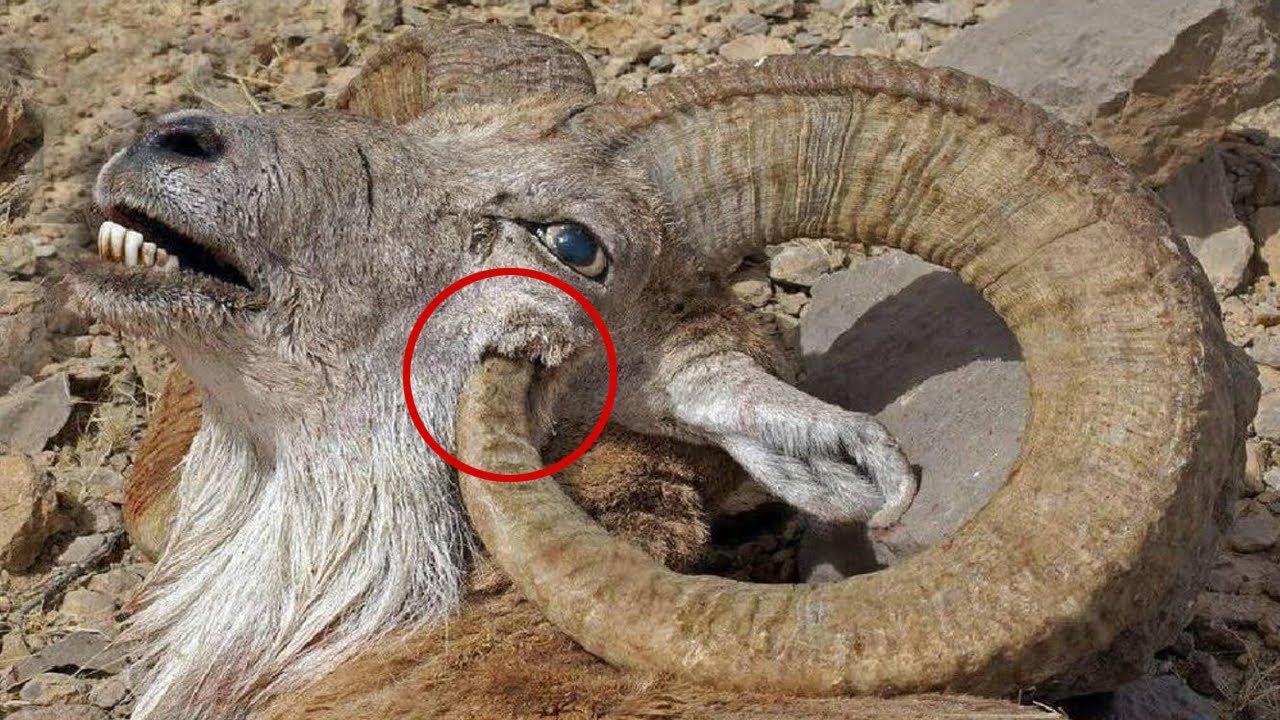 The Ram s Horns That Pierce Its Skull And Other Animal Body Parts That the-ram-s-horns-that-pierce-its-skull-and-other-animal-body-parts-that