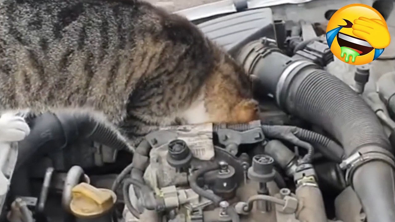 I Found a Real Life Mewtwo! 🧬✨ This Cat Is Actually a Pokémon! | Cat Syrup