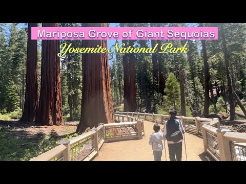 Yosemite National Park Summer 2023 | Mariposa Grove of Giant Sequoias Walking Tour