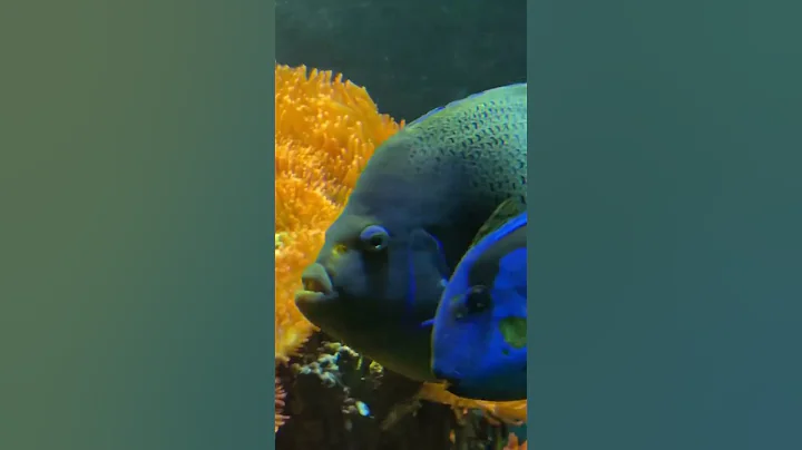 Unbelievable Animal Facts You Never Knew! #DidYouKnow  #WildlifeFacts #Shorts #FunFacts #Nature