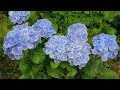 Rain Falling on Hydrangea in the Rainy Season | アジサイと雨ー梅雨の時期の雨音