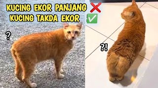 TAHAN TAWA.! 10 Menit Video Kucing Lucu Banget Bikin Ketawa Ngakak Terbaru #Eps_03.! funny video