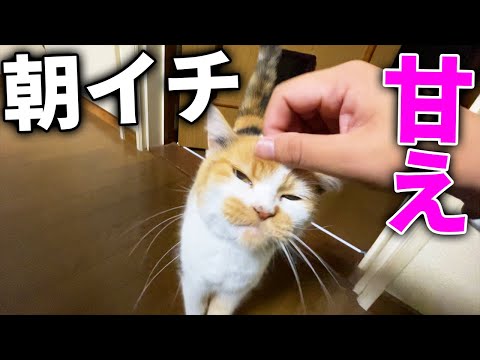 朝は寂しくてひょっこり現れる三毛猫のまりも