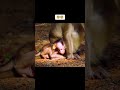 baby Do you want to experience motherhood for a day #monkey #babymonkey